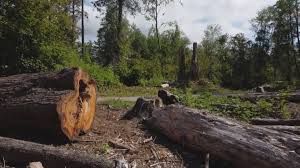  Memphis, MI Tree Removal Pros